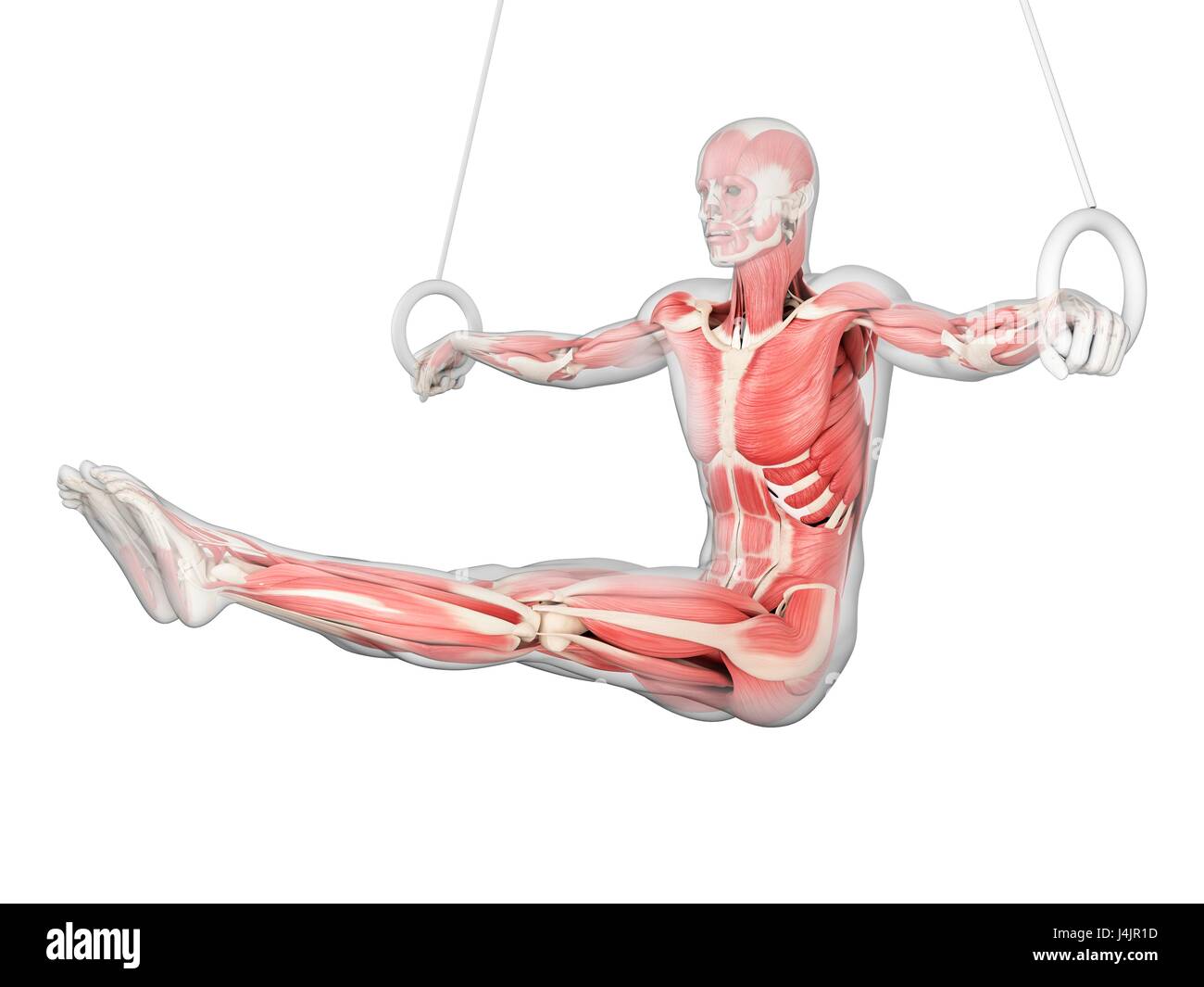 Struttura muscolare di atleta utilizzando anelli di ginnastica, illustrazione. Foto Stock