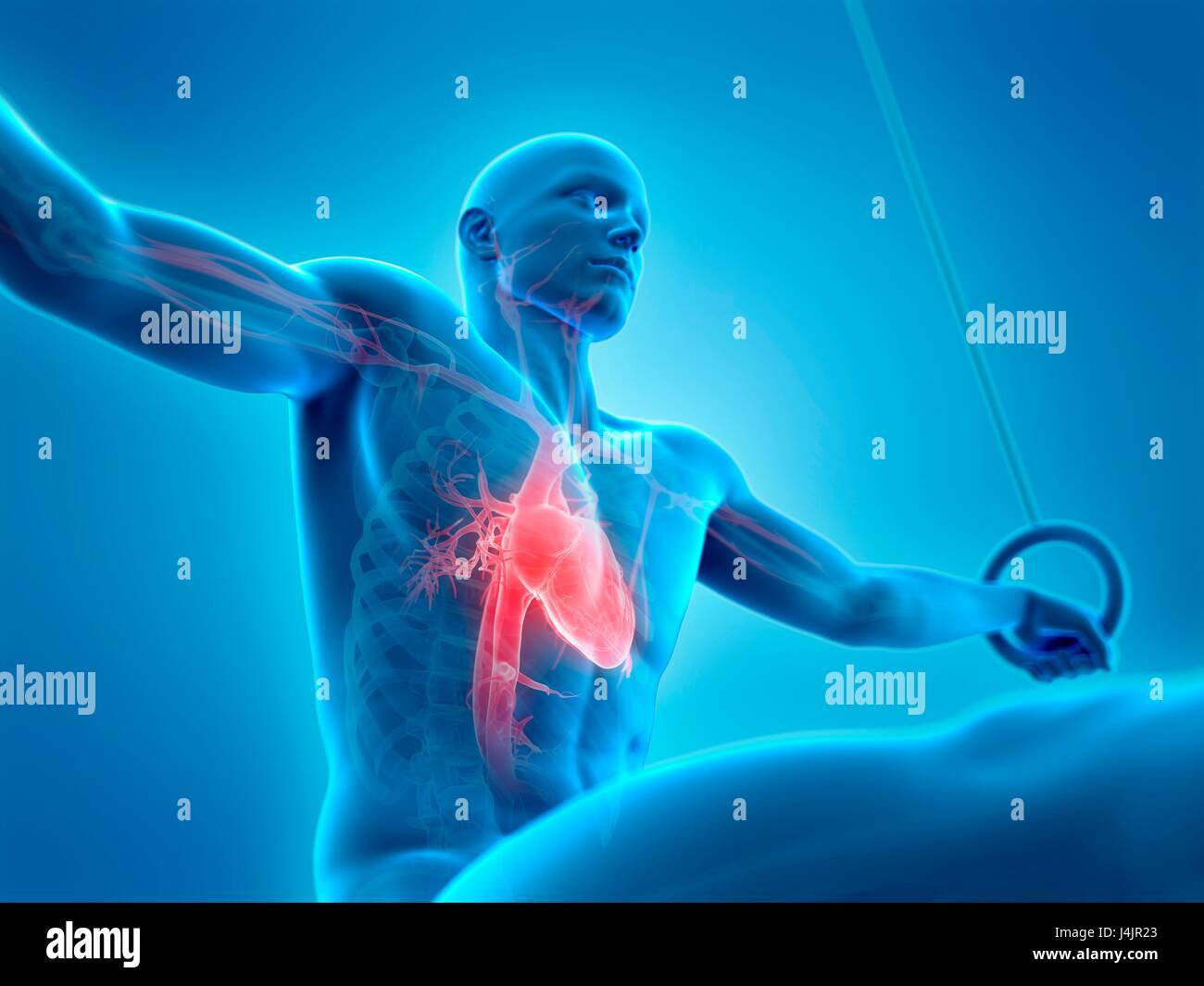 Anatomia di un atleta utilizzando anelli di ginnastica, illustrazione. Foto Stock