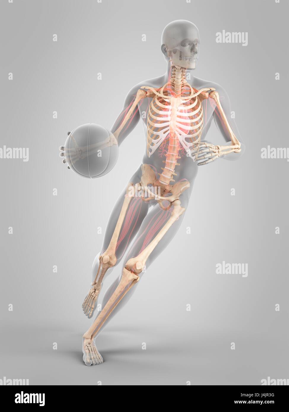 Struttura scheletrica di un giocatore di pallacanestro, illustrazione. Foto Stock