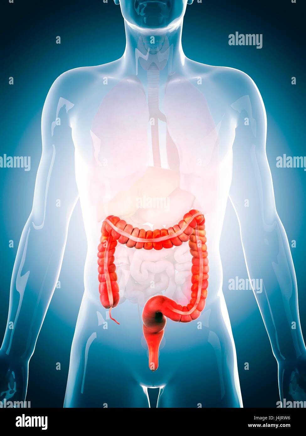 Colon umano, illustrazione. Foto Stock