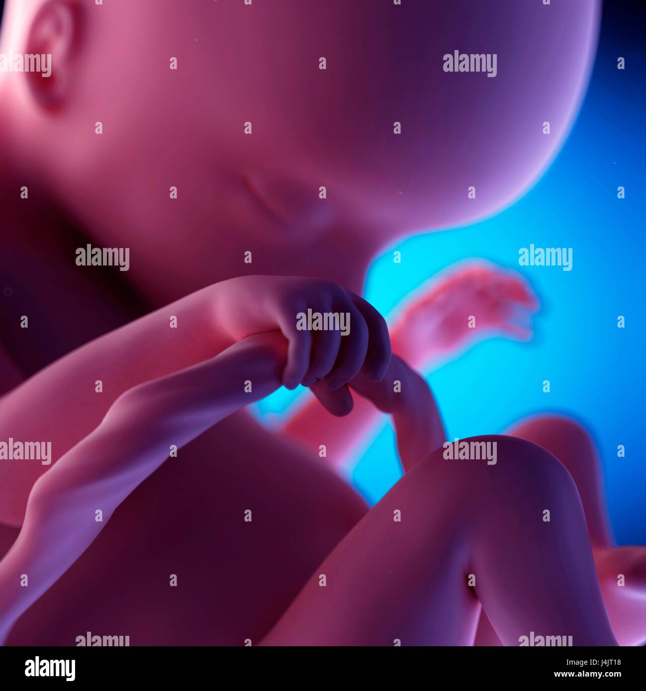 Feto umano alla 18 settimana di gestazione, illustrazione. Foto Stock