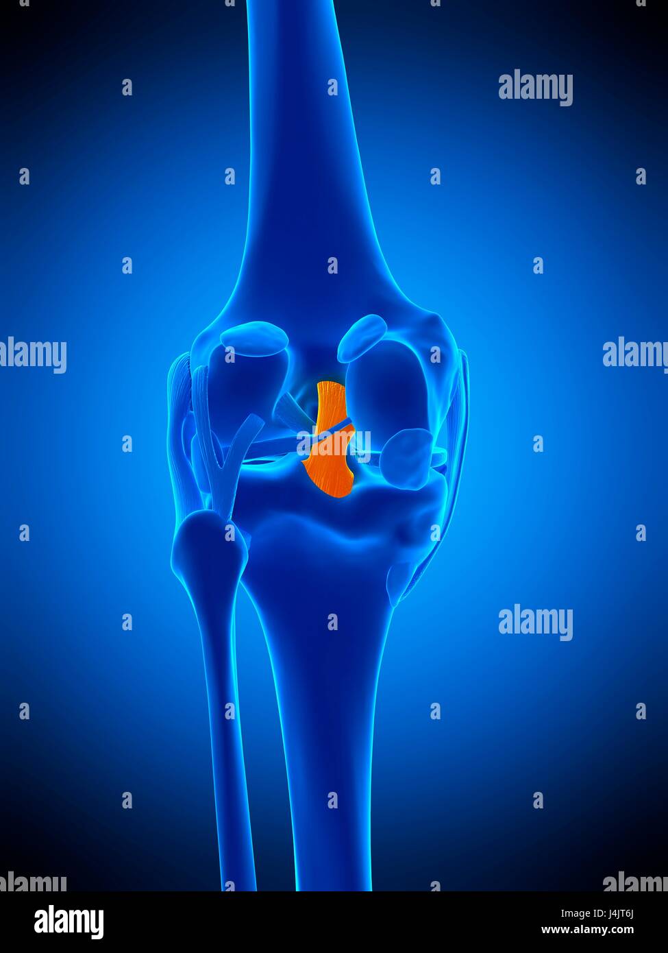 Illustrazione del legamento crociato posteriore. Foto Stock