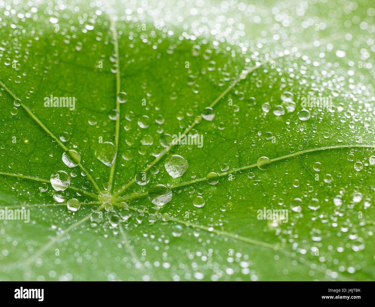 I nasturzi foglie con goccioline di acqua, full frame. Foto Stock