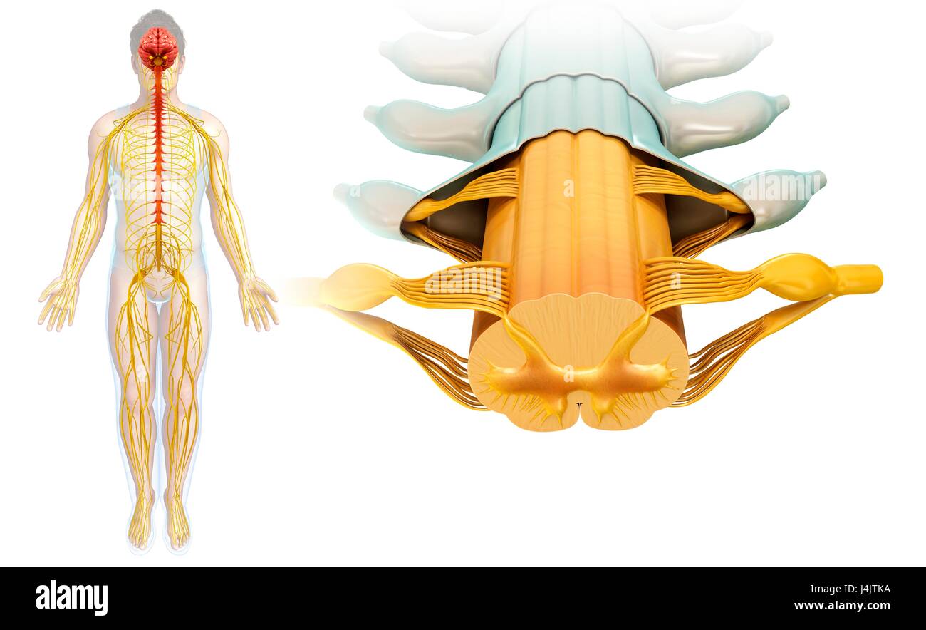 Illustrazione di un midollo spinale sezione trasversale. Foto Stock