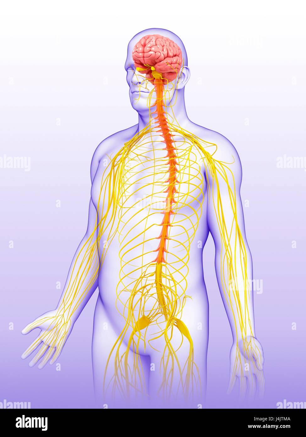 Illustrazione del maschio del sistema nervoso. Foto Stock