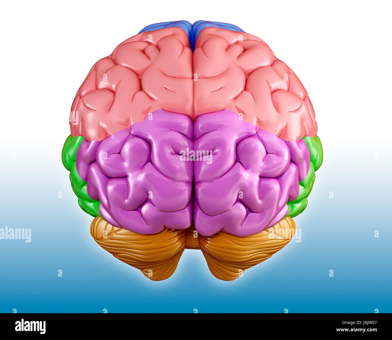 Illustrazione del cervello umano regioni. Foto Stock