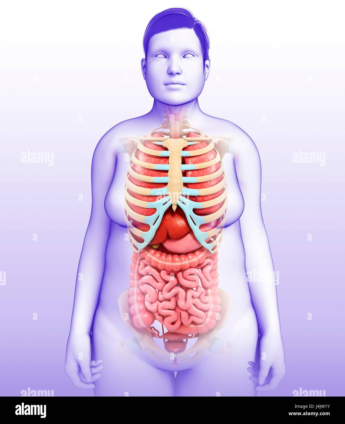 Illustrazione del corpo femmina organi e sistema scheletrico. Foto Stock
