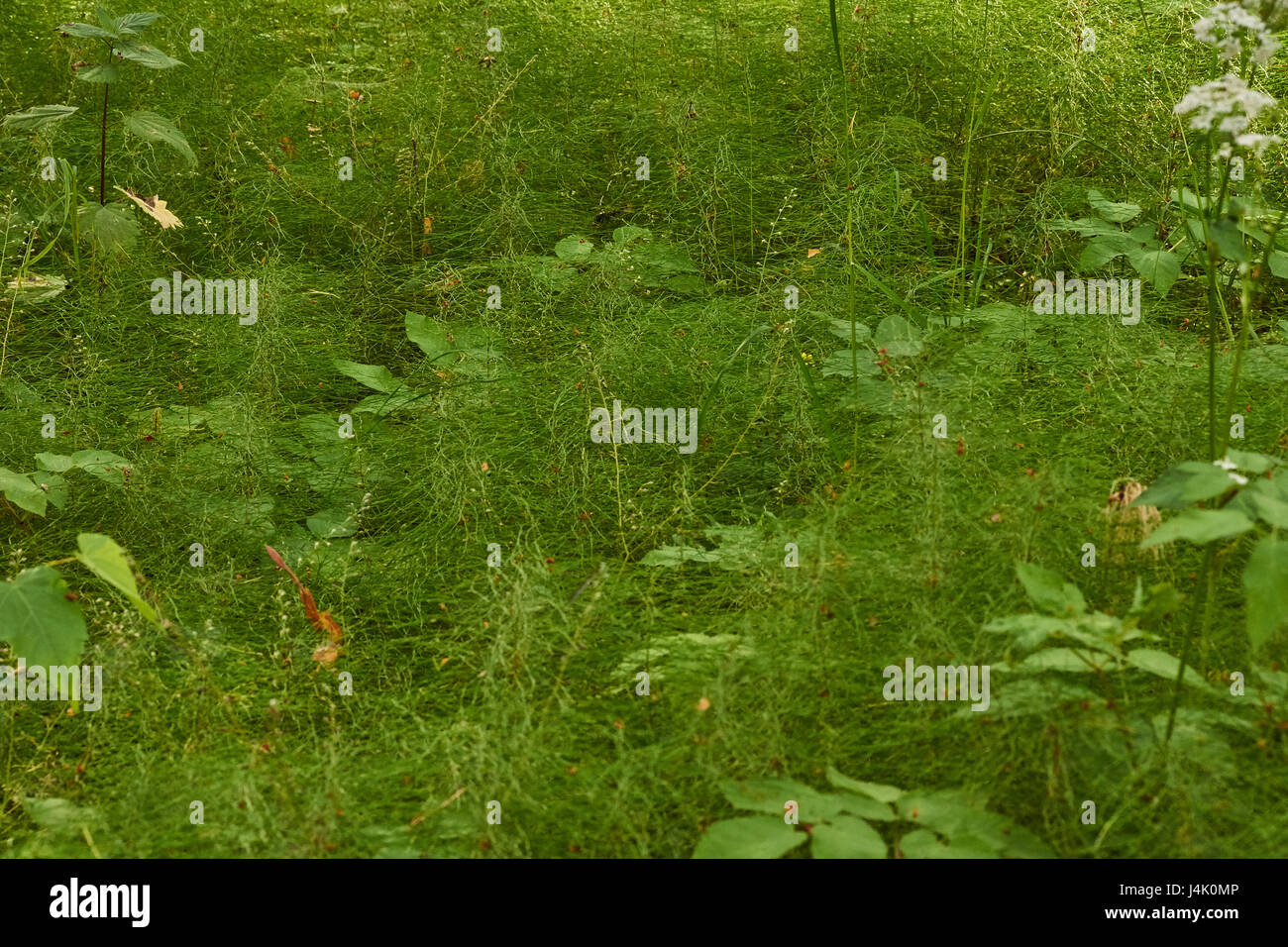 Il tappeto verde di erba./nella foresta sotto gli alberi di ulivo molto densamente cresce erba. Tutta la terra è nascosta al di sotto del manto erboso e diventa molto bello Foto Stock