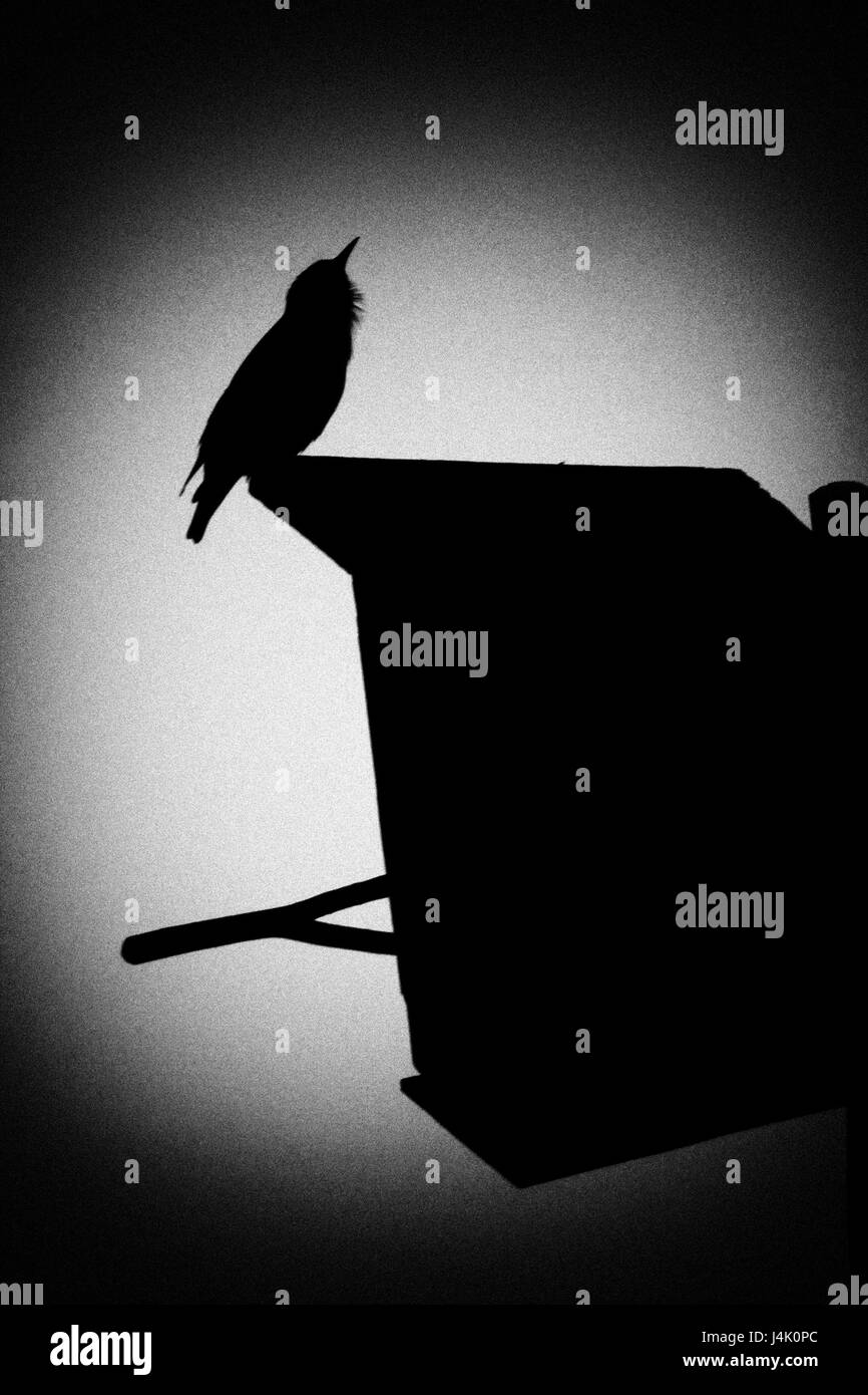 Una silhouette di starling che canta una canzone di primavera. Illustrazione. Foto Stock