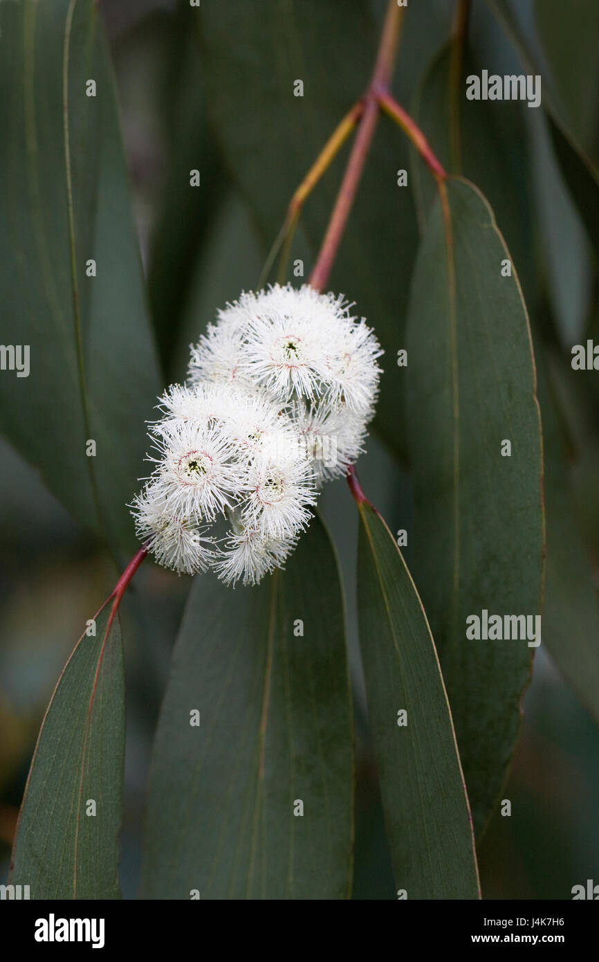 Eucalyptus pauciflora subsp. debeuzevillei fiori in primavera. Foto Stock
