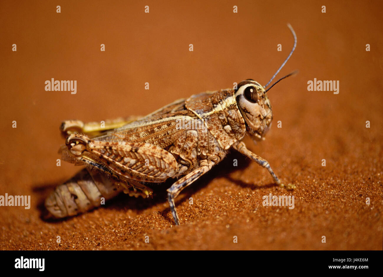 La sabbia, grasshopper, Acrididae Africa sudoccidentale, Namibia, Namib Desert, insetti, di insetto, cavallette, Springschrecken, Springschrecke, campo cavallette, Catantopinae Foto Stock