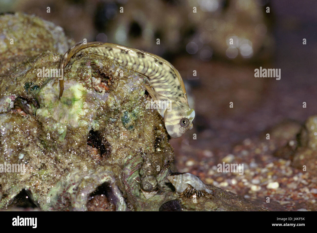 Egitto Sharm el Sheik, Mar Rosso, Spring-Blennius, Alticus kirkii beach, rock, pesce, pesce, pesce di muco, bile ponticello, mangiare, "alghe, ingestione Foto Stock