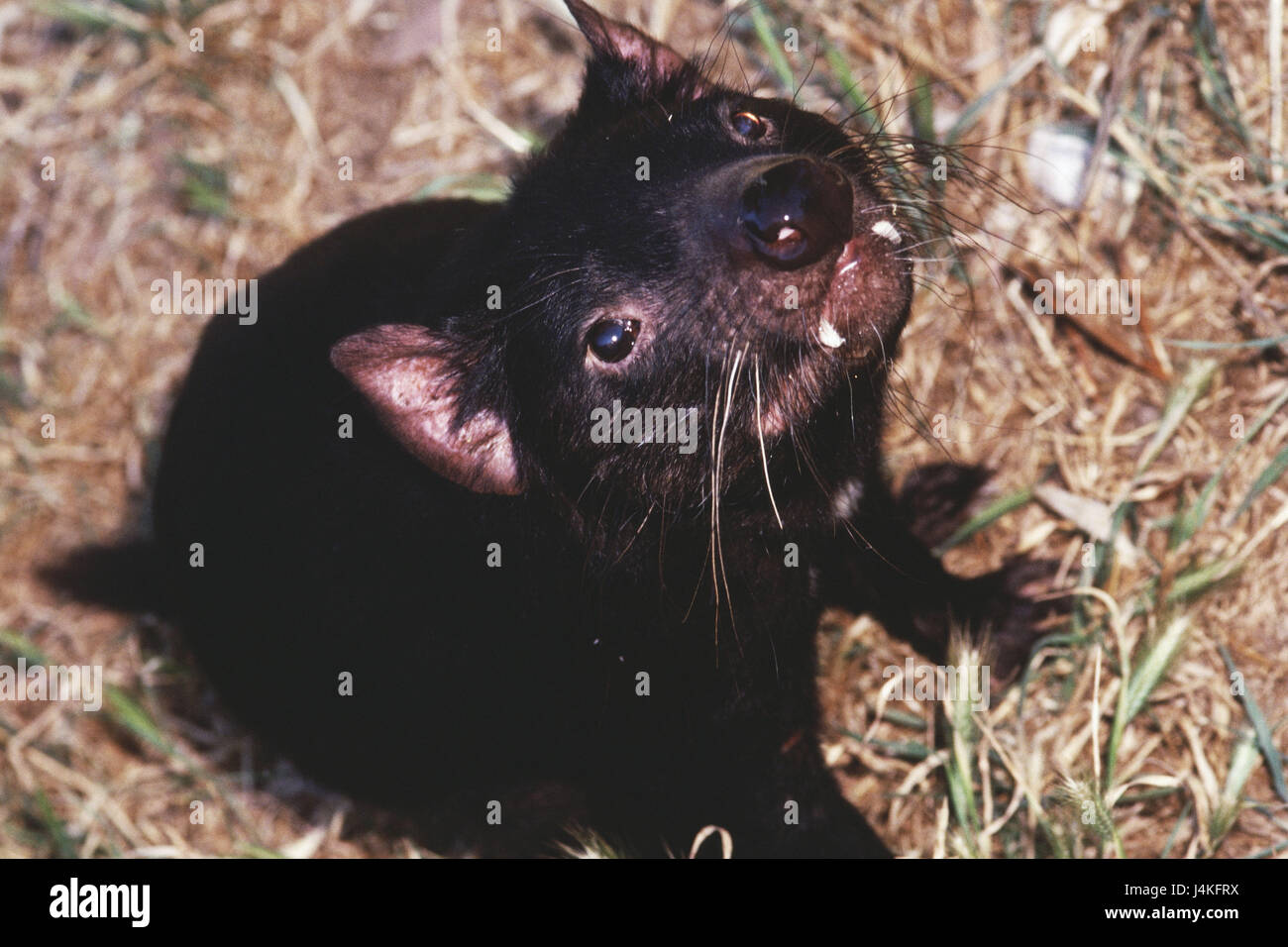 Diavolo della Tasmania, Sacrophilus harrisi Australia, Phillip Island Wildlife Park, la natura, il mondo degli animali, animale, animali, sacchetto diavoli, animale selvatico, animali selvatici, predator, predatori, marsupiale, marsupiali, Marsupialia, predatori, marsupiali Dasyurinae, sacchetto martens, Sarcophilus, carnivori carnivori Foto Stock