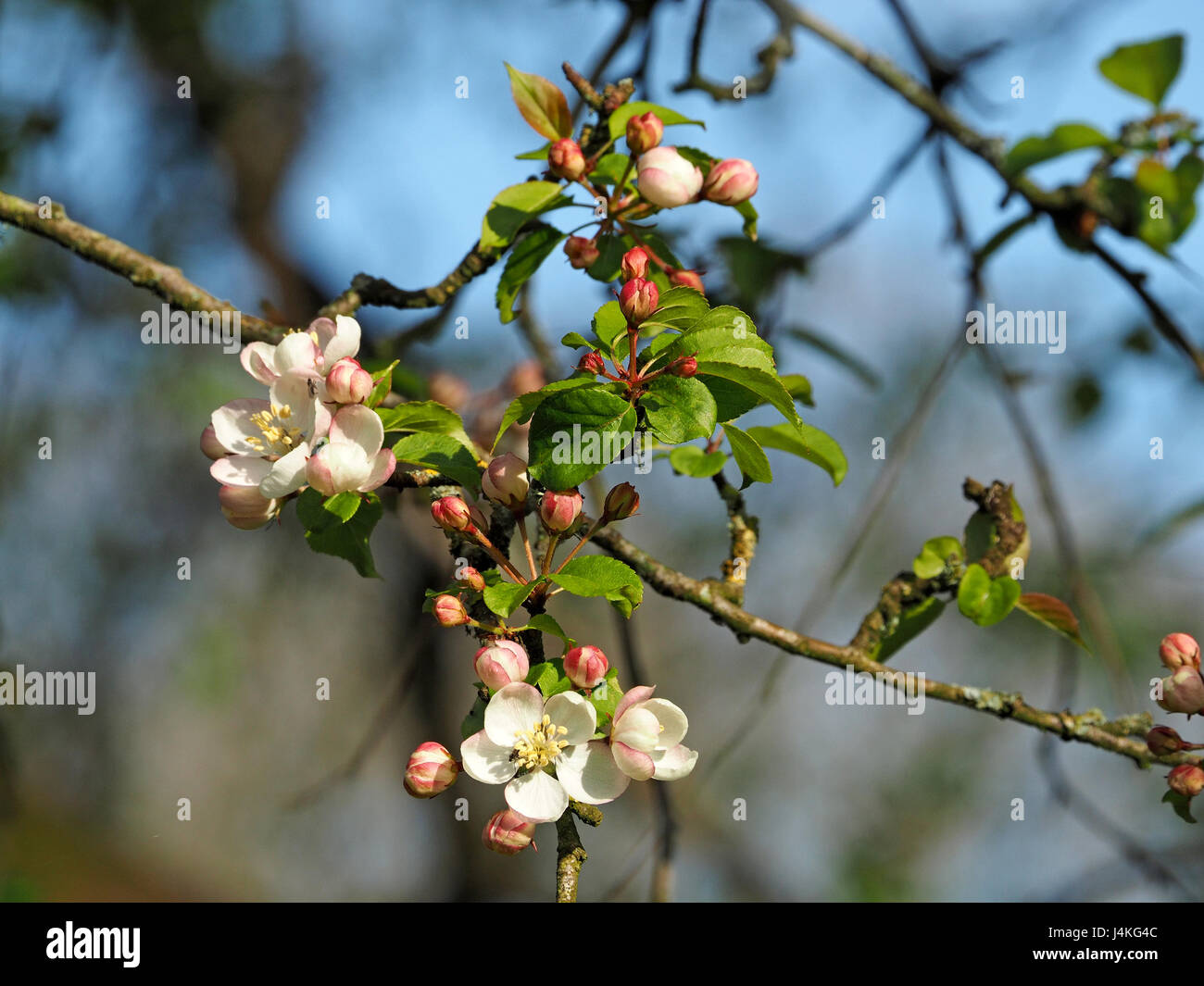 Rosa e Bianco Apple tree (Malus pumila) fiore in primavera in Cumbria, England Regno Unito Foto Stock