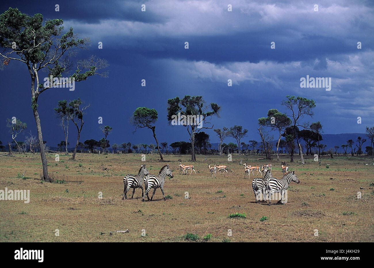 Kenya, Massai Mara riserva, steppa Böhms zebre, Equus quagga boehmi riserva, riserva naturale, riserva naturale, steppa zebre, zebra, zebre, antilopi, nuvole di tempesta, Foto Stock