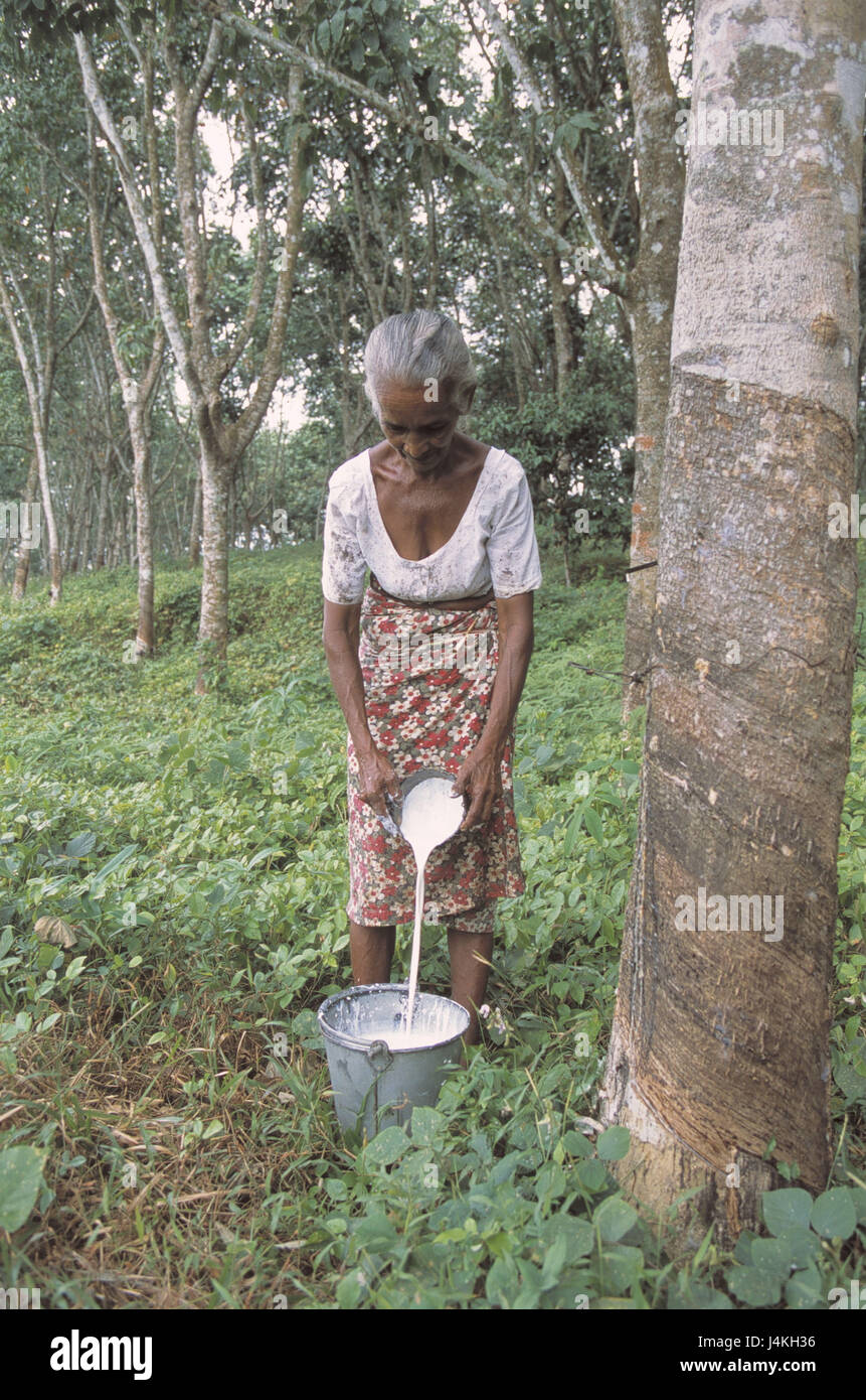 Sri Lanka, vicino Hikkaduwa, piantagione di alberi di gomma, donna, liquido, navi, mettere in un altro contenitore Asia, Asia del Sud, Stato insulare, Sri Lanka Prajatantrika Samajavadi Janarajaya, isola, west coast, gomma di piantagione di alberi, economia, mietitura, mietitura, produzione, elastico, Produzione caucciù, India produzione di gomma, chilo, lattice, materie prime, la produzione di materie prime, donna Sri-Lankerin, swarthy, lavoro Foto Stock