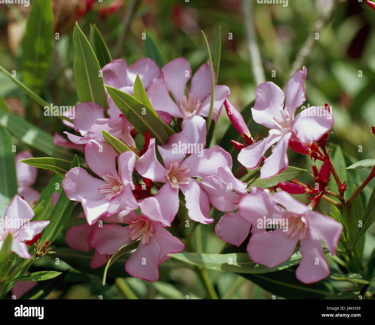 Oleandri, Nerium, fioriture, close up, natura, vegetazione, botanica, il mondo delle piante, pianta arbusto, cane pianta velenosa, rose bay leaf, stagione, Blossom, rosa, estate, estivo, Foto Stock