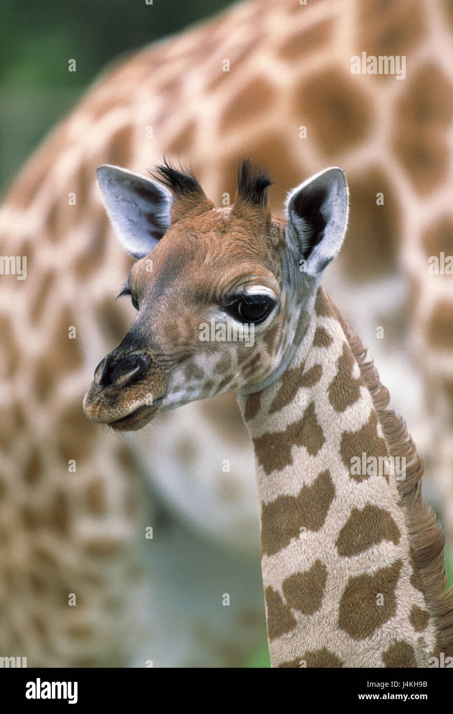 Giraffa Rothschild, Giraffa camelopardalis rothschildi, giovane animale animali, animali selvatici, gli animali giovani, Uganda giraffe, Baringo giraffe, giraffe, giraffe, animali biungulati, mammifero, giovani, vicino, Foto Stock