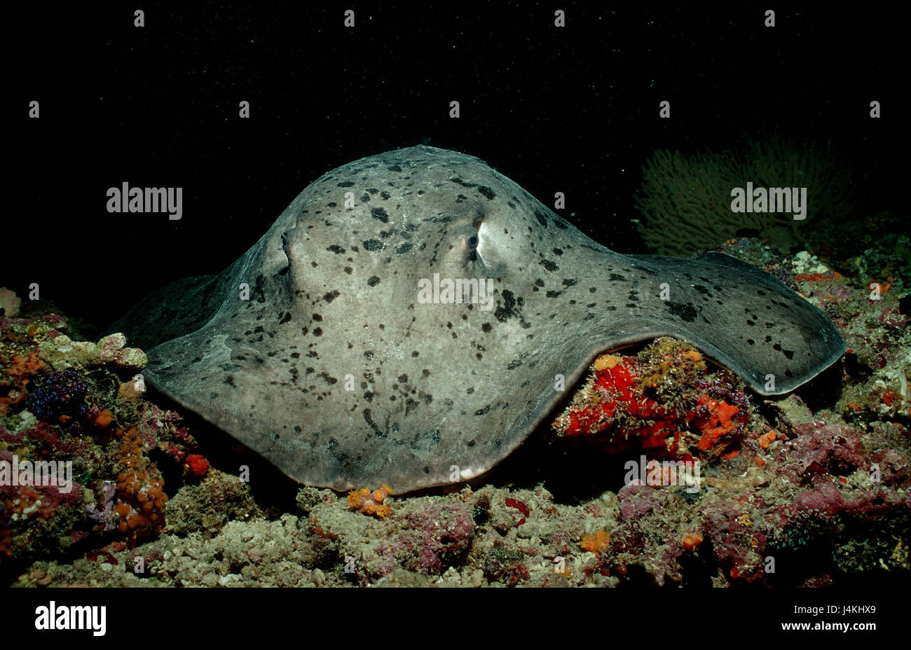 Chiazza di colore nero sting rays, Taeniura meyeni, Coral reef Foto Stock