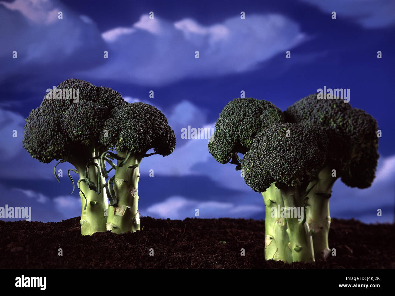 Brokkoli-Röschen, icona, alberi vegetali, cavolo verza di asparagi, verdure broccoli, broccoli, nutrizione, massa, cielo nuvoloso, studio, ingegneria genetica, genetico-manipolato, grownly, componendo Foto Stock