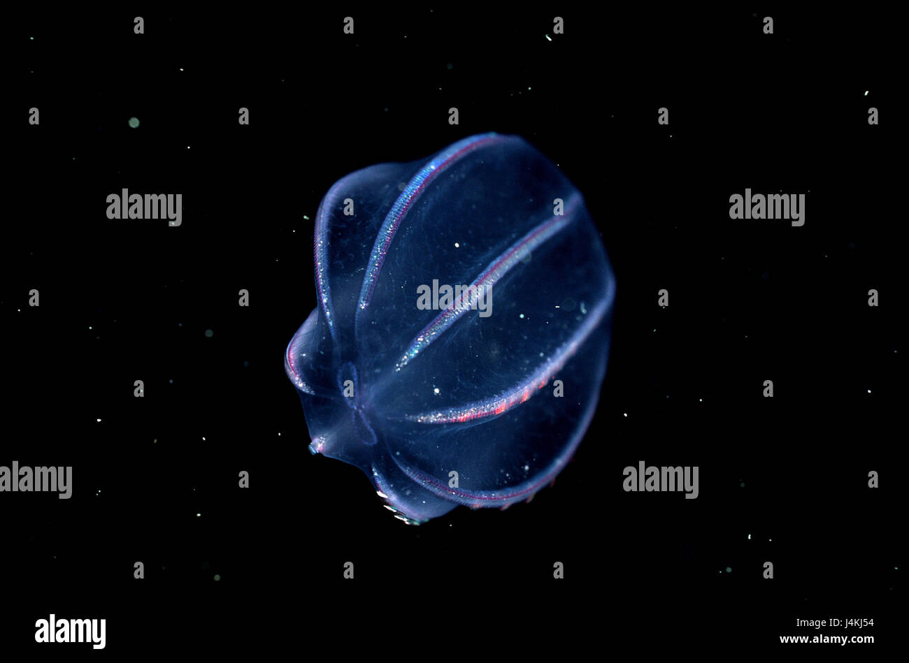 La nervatura meduse, Ctenphora Foto Stock