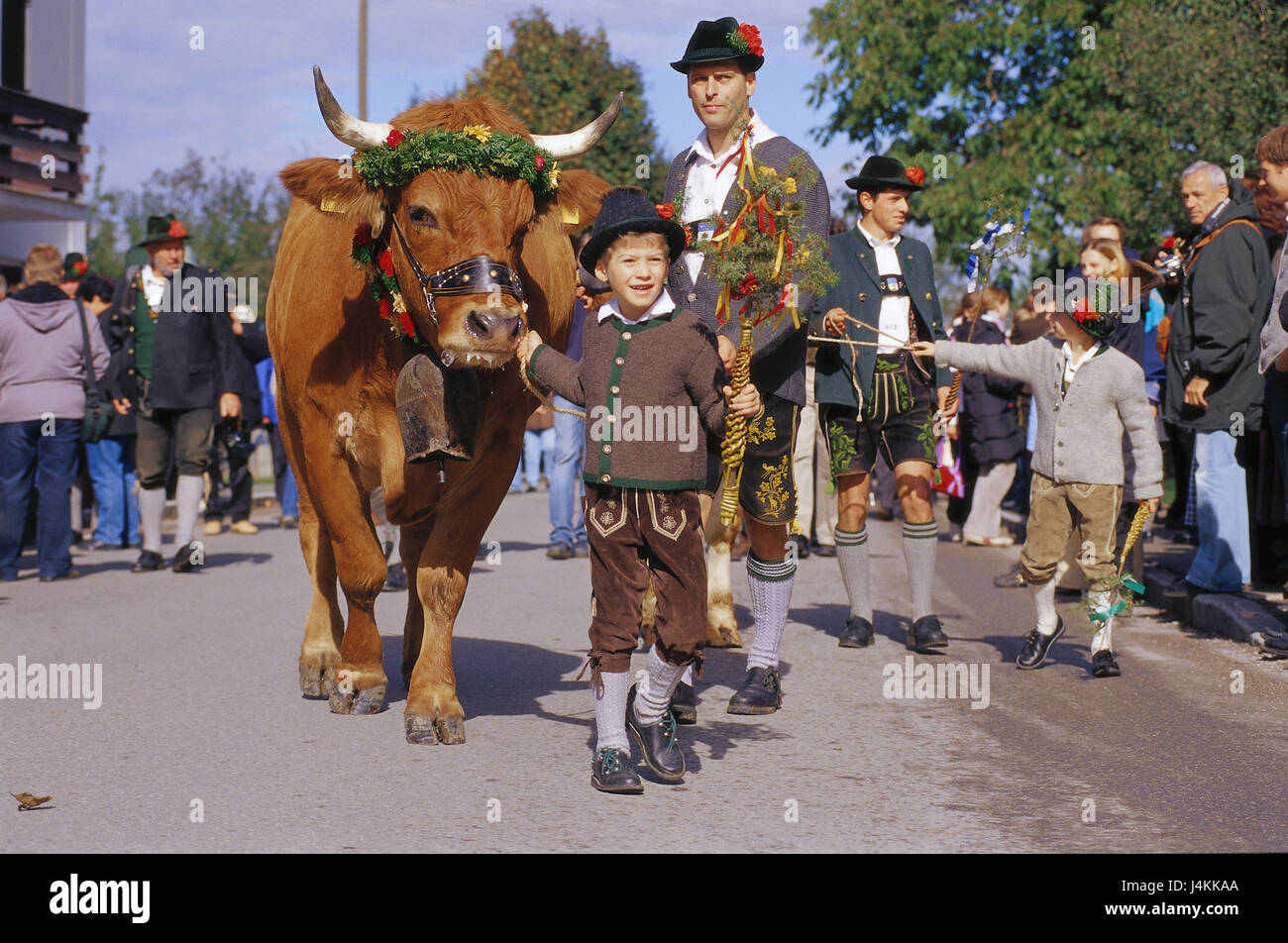 In Germania, in Baviera, Bichl, ox's ride, partecipante ox, processione nessun modello di rilascio Europa, Baviera, street, locali, uomini, bambini, costume nazionale, animali, cortexes, vacche, decorata, decorazioni floreali, tradizioni, tradizione, divertimento, svago, attrazione, ox di gara, estate, Whitsun ox Foto Stock