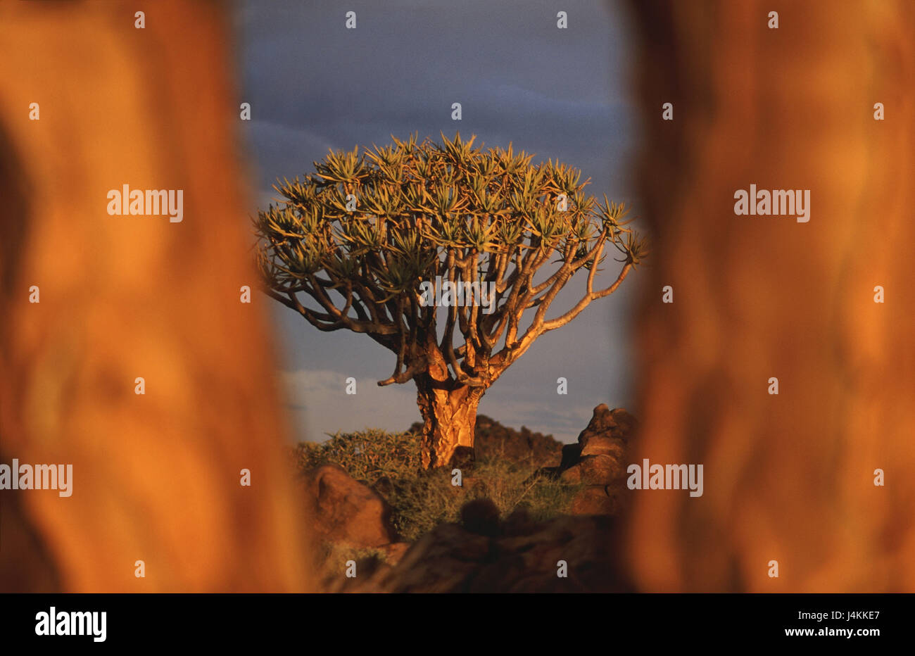 La Namibia, vicino Keetmanshoop, scenario, faretra alberi, aloe dichotoma Africa sudoccidentale, rock, piante, alberi, piante succulente, Quiver tree, crescita, vegetazione, natura, quiver tree, Kocurboom, ceppo, dettaglio, luce della sera Foto Stock