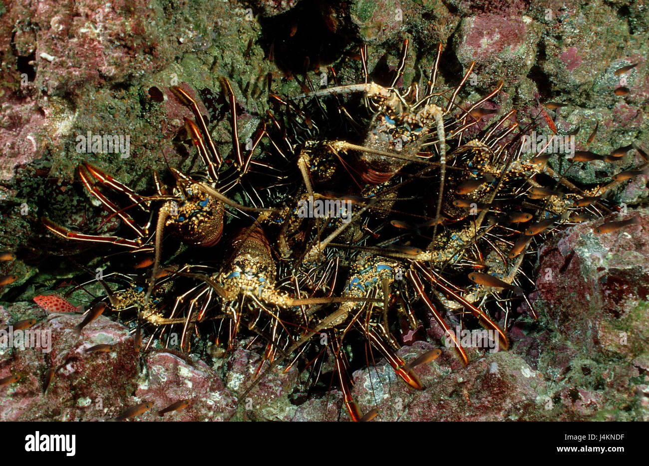 King's aragosta, Panulirus regius, pit Foto Stock