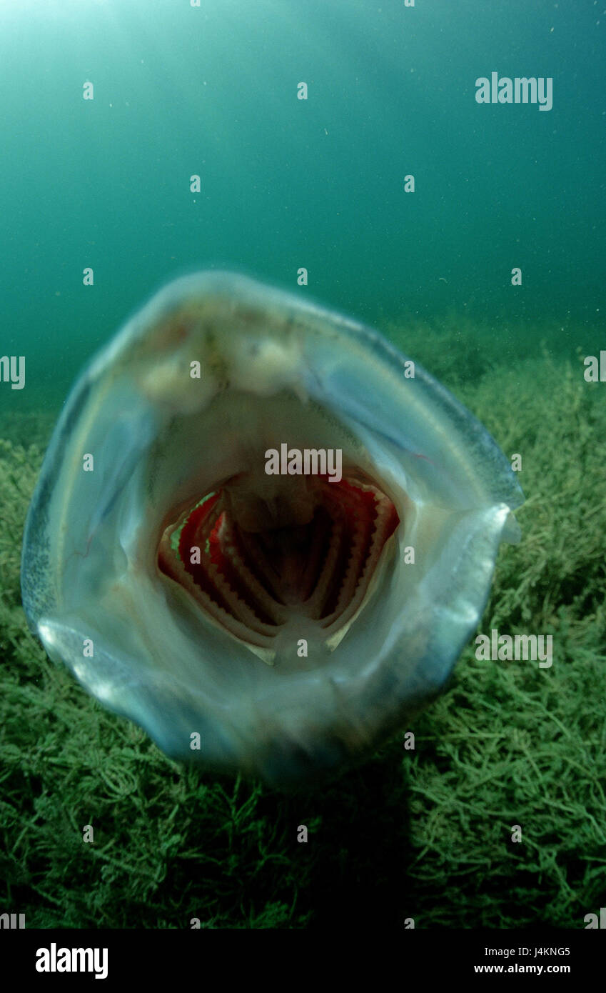 Pikeperch, dilavamento plain lucioperca, attacco, bocca apertamente Foto Stock