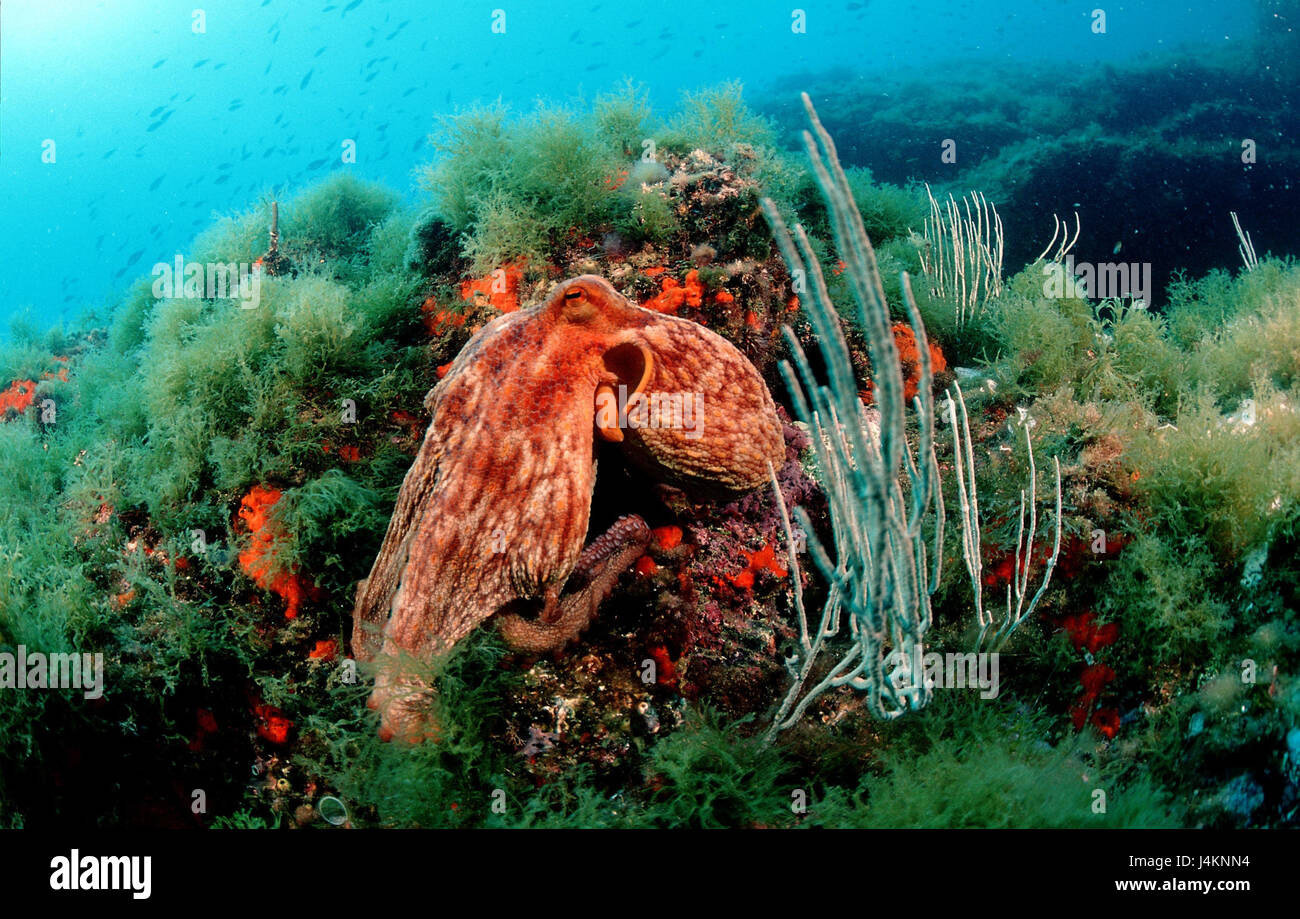 Polpo, Octopus vulgaris, reef Foto Stock