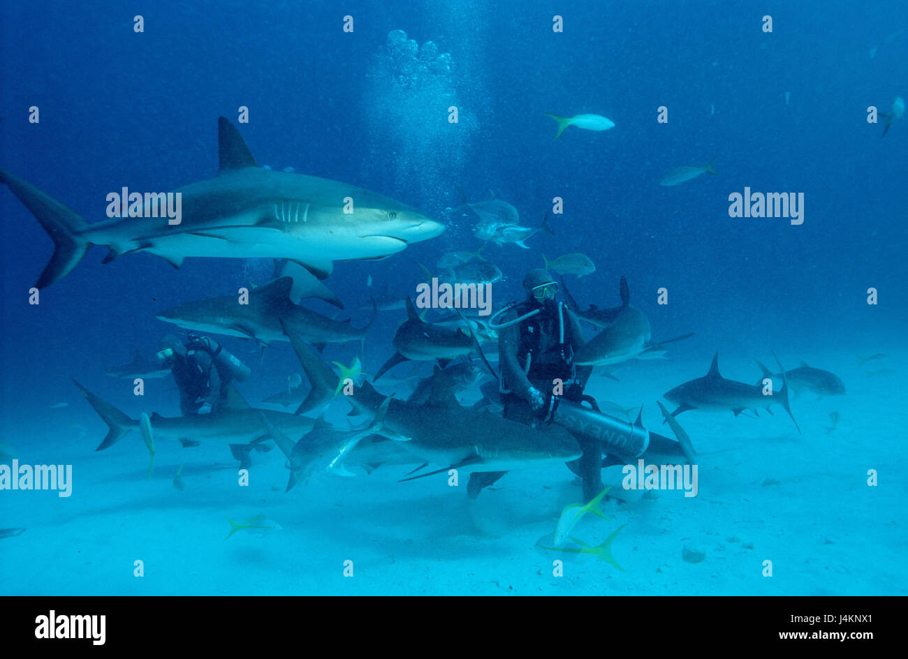 Subacqueo, alimentazione degli squali, dei Caraibi gli squali, Carcharhinus perezi Foto Stock