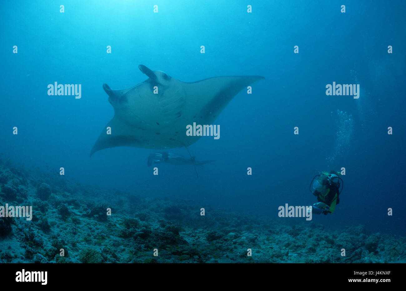 Mante, Manta birostris, subacqueo Foto Stock