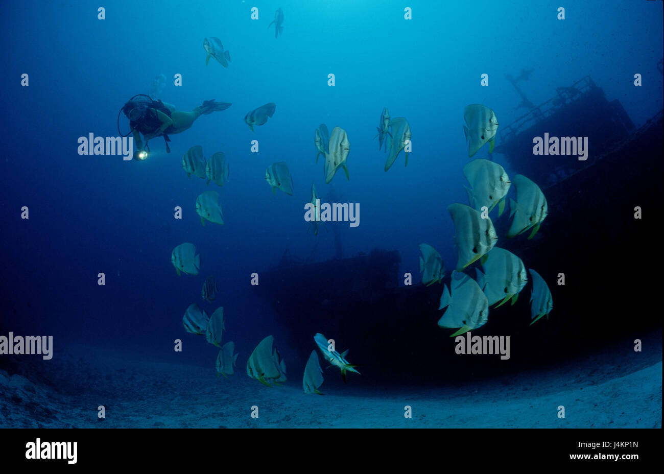 Bat pesce, Platax pinnatus, subacqueo, relitto della nave Foto Stock