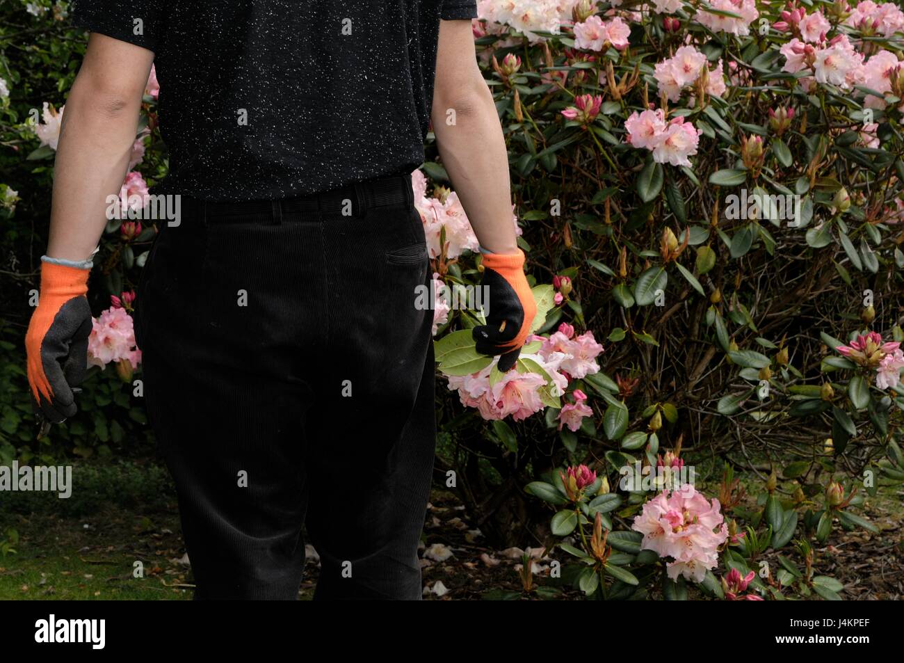 Fiori di potatura Foto Stock