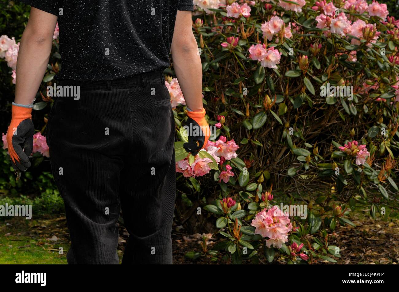 Fiori di potatura Foto Stock