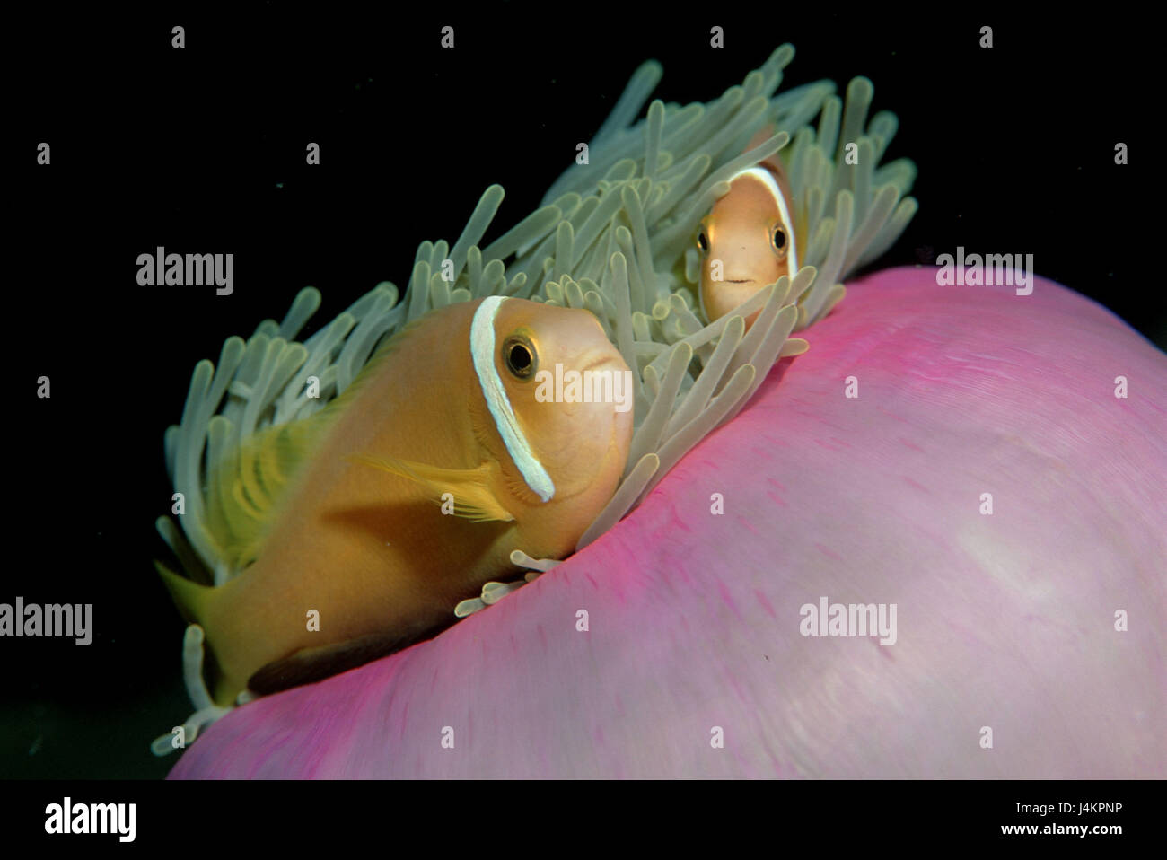 Maldive-pesce di anemone, Amphiprion nigripes, anemone marittimo Foto Stock