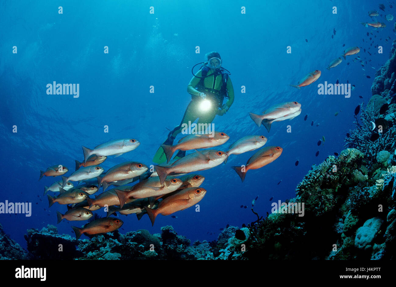 Sogno di pesce rosso, fermi, Lutjanus campechanus, subacquei Foto Stock
