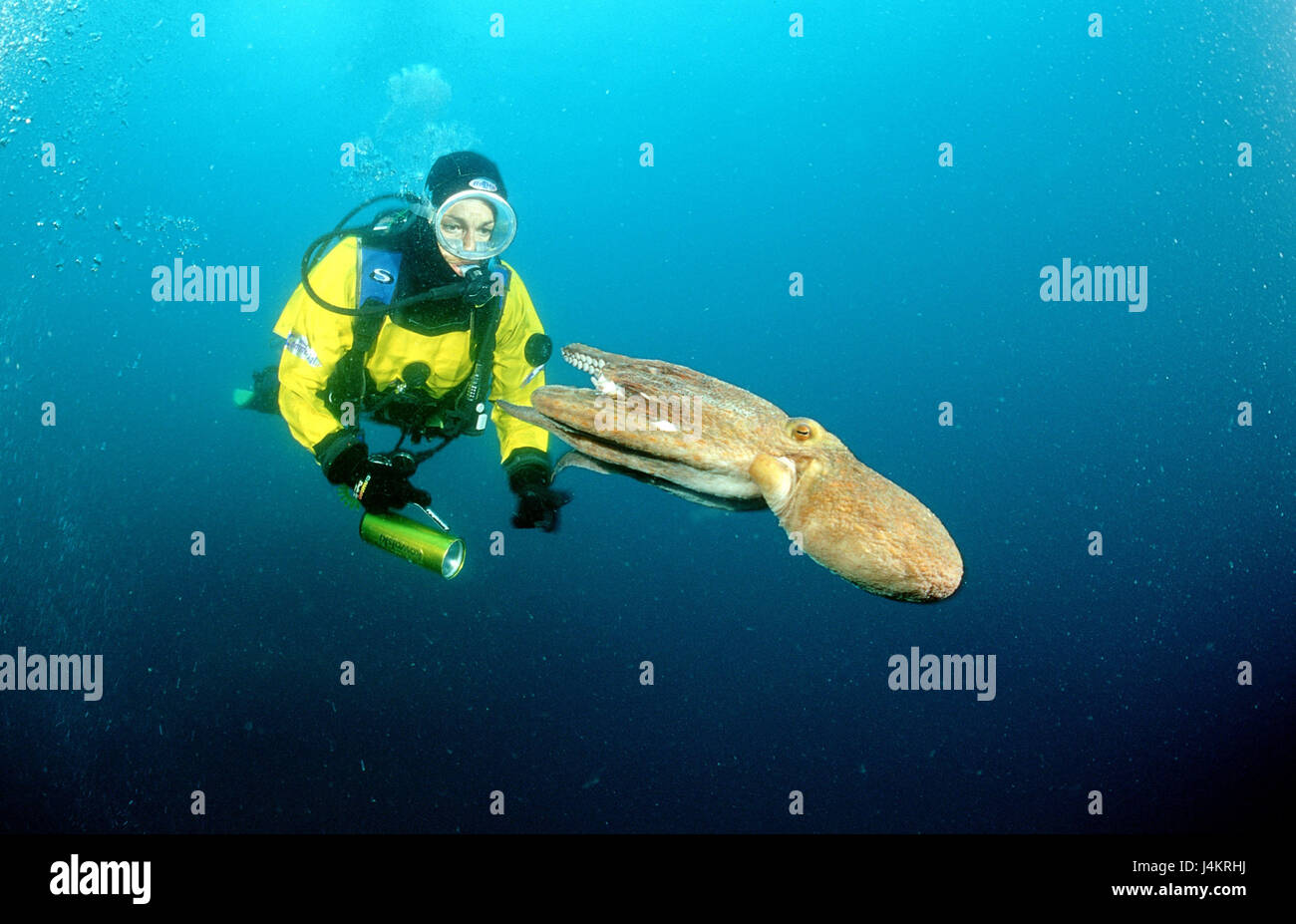 Polpo, Octopus vulgaris, reef, subacqueo Foto Stock