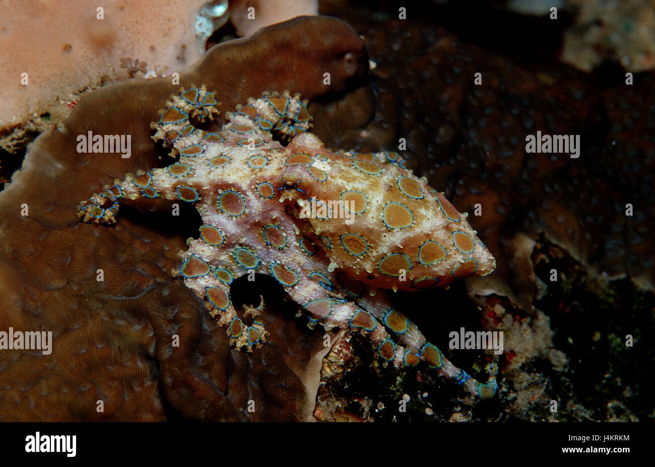 Big Blue ring octopus, Hapolochlaena lunulata Foto Stock