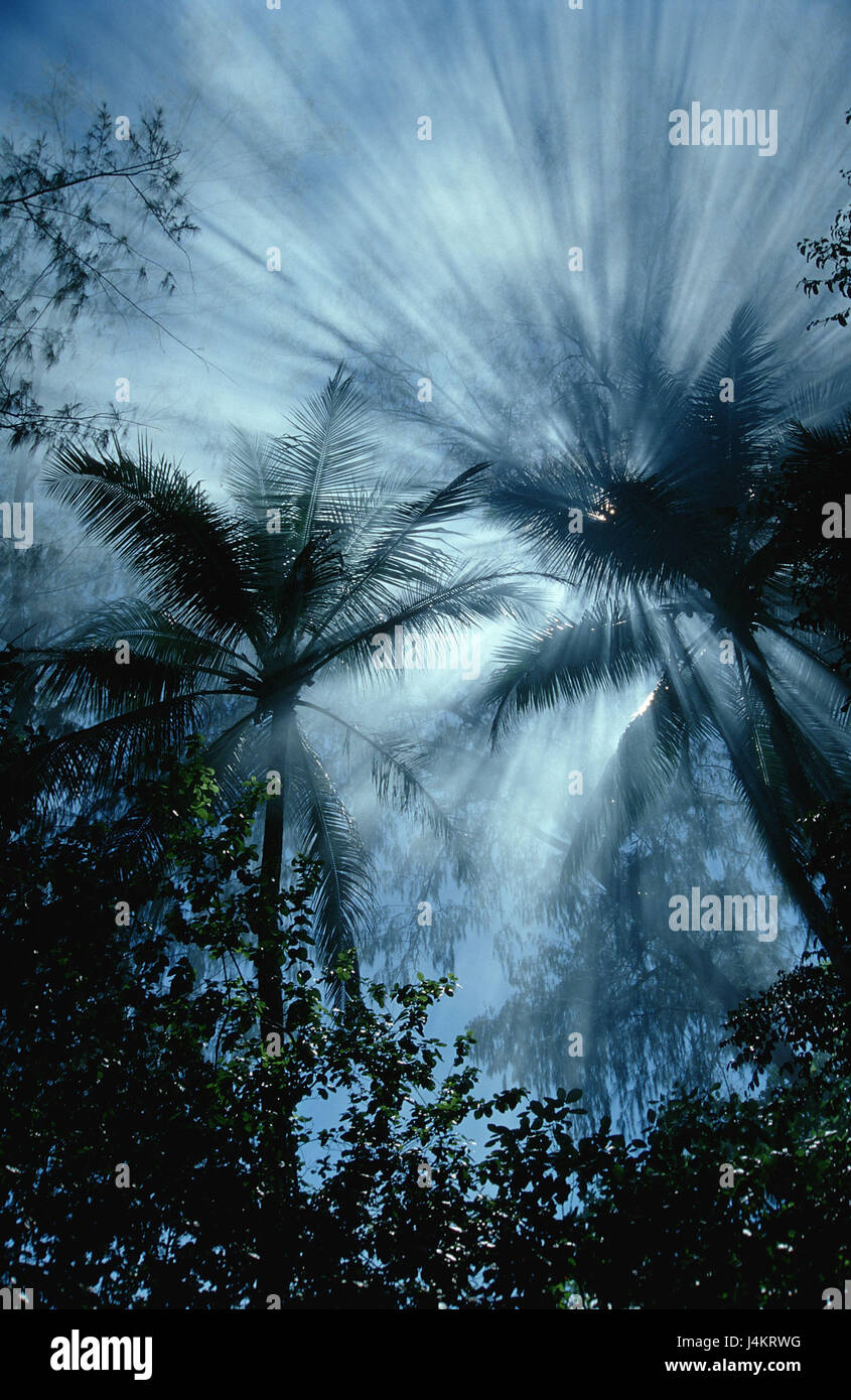 Papua Neu Guinea, highland, nebuloso legno, tree tops, fasci di luce Foto Stock