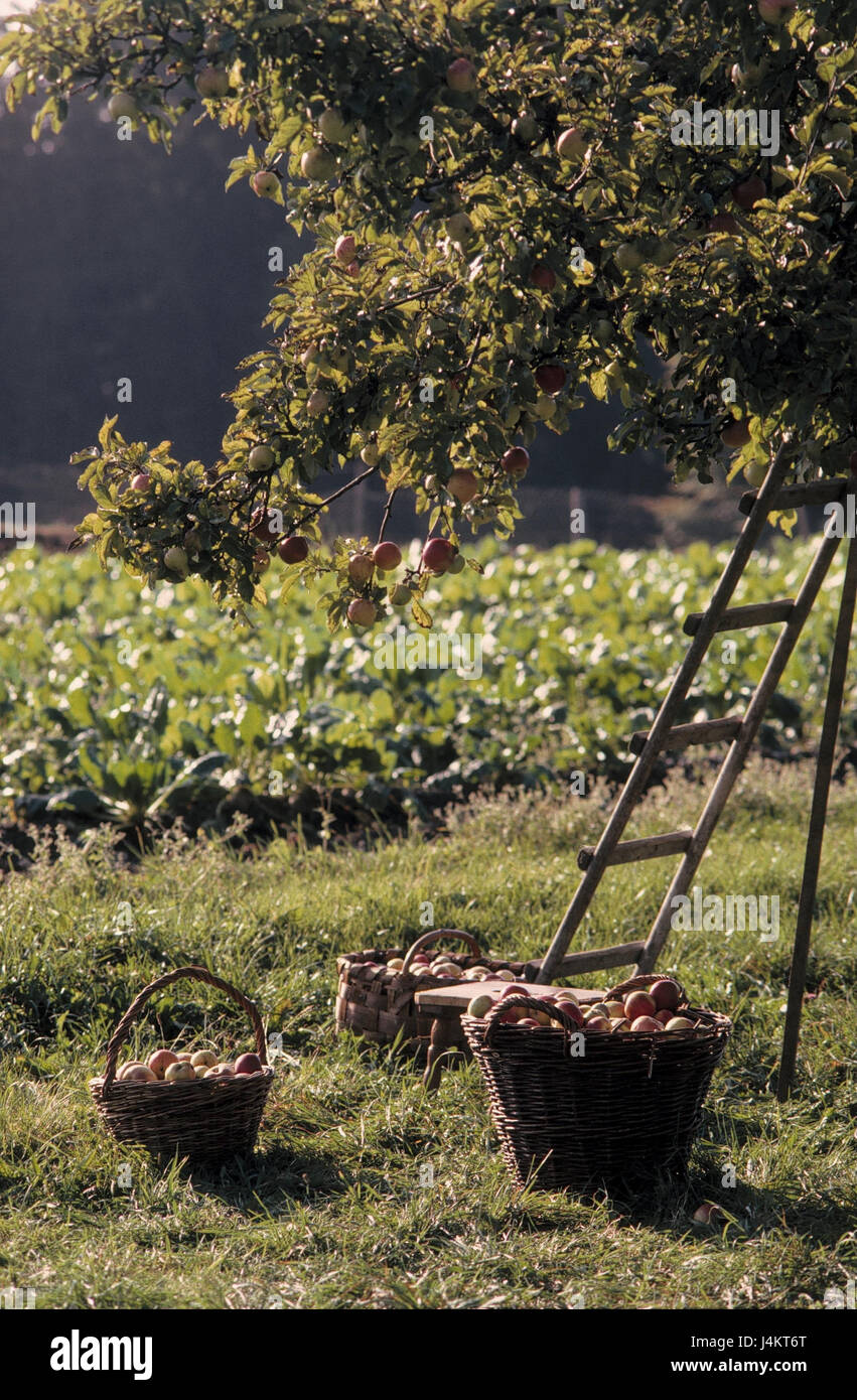 Giardino di alberi da frutto, conduttore, mele, raccolto in autunno, frutta allegato, il melo, albero, cesti di pascolo, tre Messe, mele raccolte Foto Stock