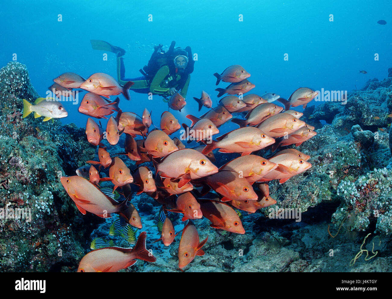 Gobba latch, Lutjanus gibbus, subacqueo Foto Stock