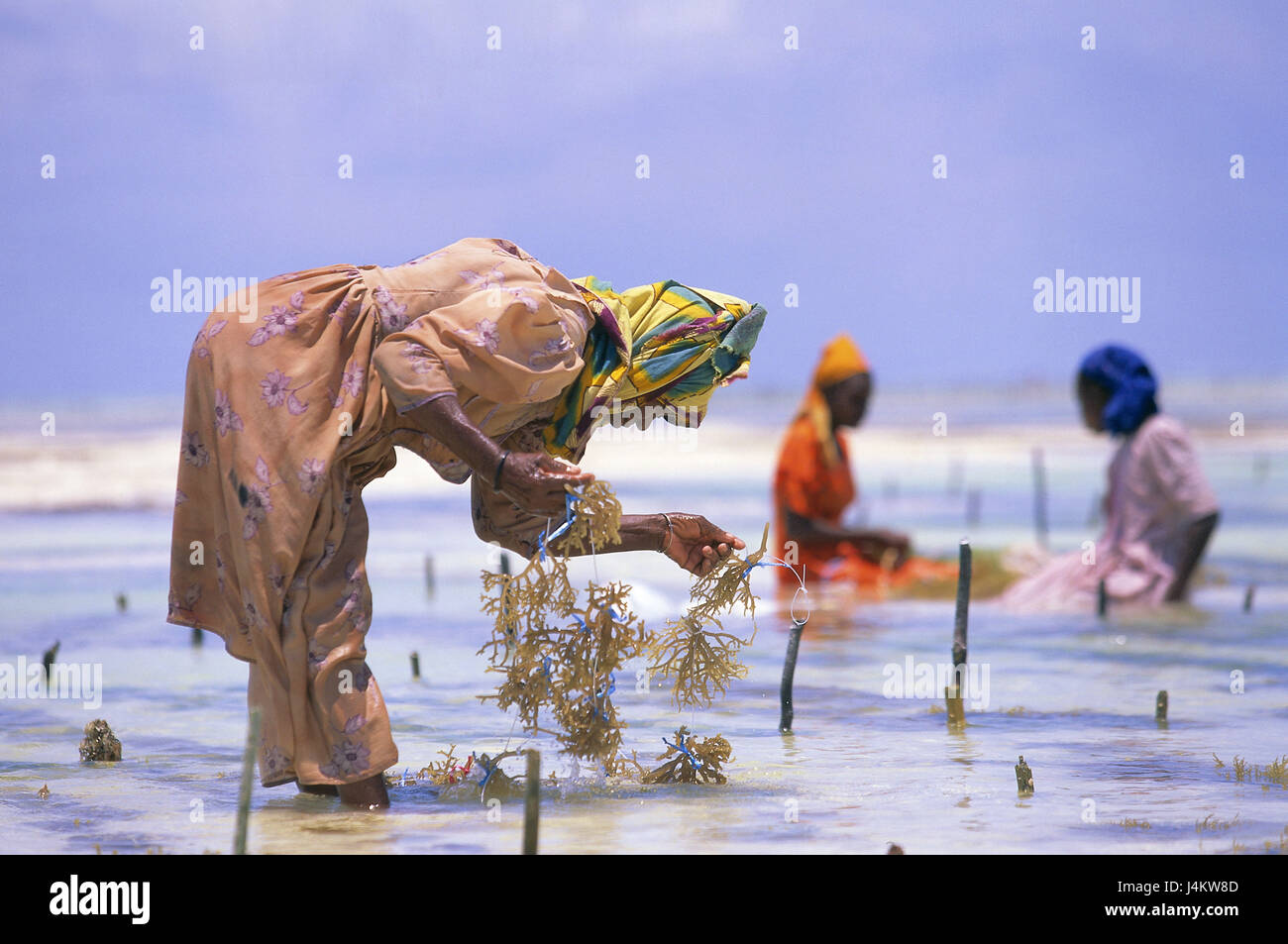 Tanzania, isola di Zanzibar, east coast, Bwejuu, fondali, mare piantagione di erba, donne, erba di mare, fissare la bassa marea, nessun modello di rilascio in Africa, Costa, Oceano Indiano, secche, area d'acqua, di mare, l'economia, l'agricoltura, non bianchi, lavoro, allevamento, allegato, erba di mare allegato, mare giardini di erba, piantagione, mare campo di erba, erba di mare bundle, propone, fissare il raccolto, Exportrartikel, il lavoro delle donne, "giardino subacqueo', soggiorno Foto Stock