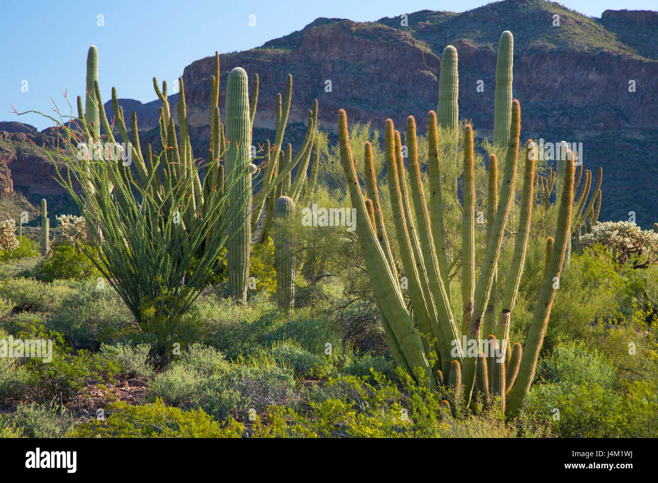 Deserto con saguaro e organo a canne cactus lungo Ajo Mountain Drive, organo a canne Cactus monumento nazionale, Arizona Foto Stock