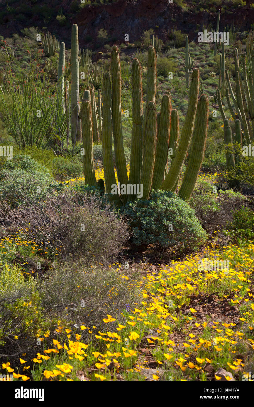 Papaveri messicano con organo a canne cactus lungo Ajo Mountain Drive, organo a canne Cactus monumento nazionale, Arizona Foto Stock