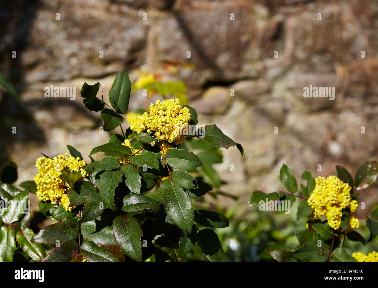 Mahonian aquifolium noto anche come uva di Oregon,fiore contro un muro di pietra Foto Stock