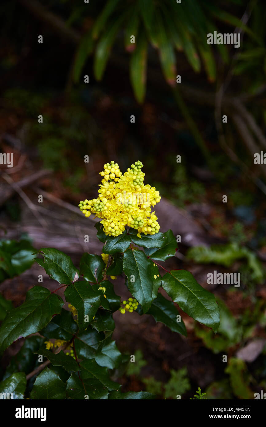 Mahonian aquifolium noto anche come uva di Oregon,fiore contro uno sfondo scuro Foto Stock