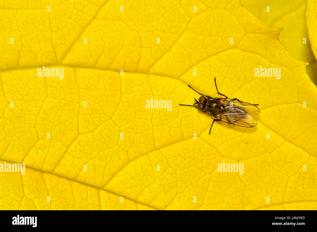 Minor House Fly (Fannia canicularis) su una foglia Foto Stock