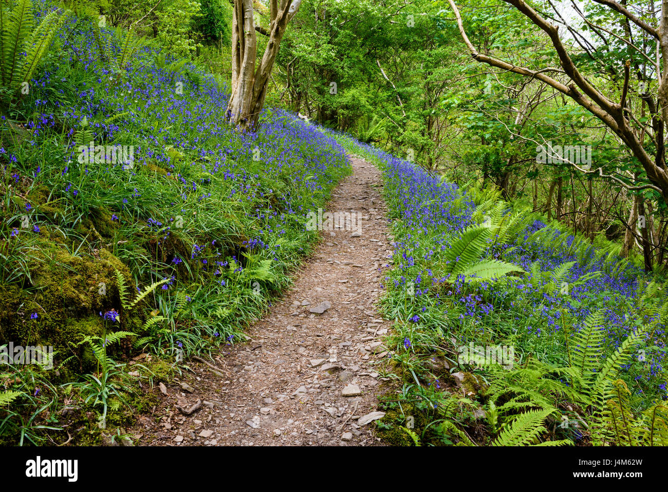 Percorso bluebells però in primavera a Heddon's bocca scindere, Parco Nazionale di Exmoor, Devon, Inghilterra. Foto Stock