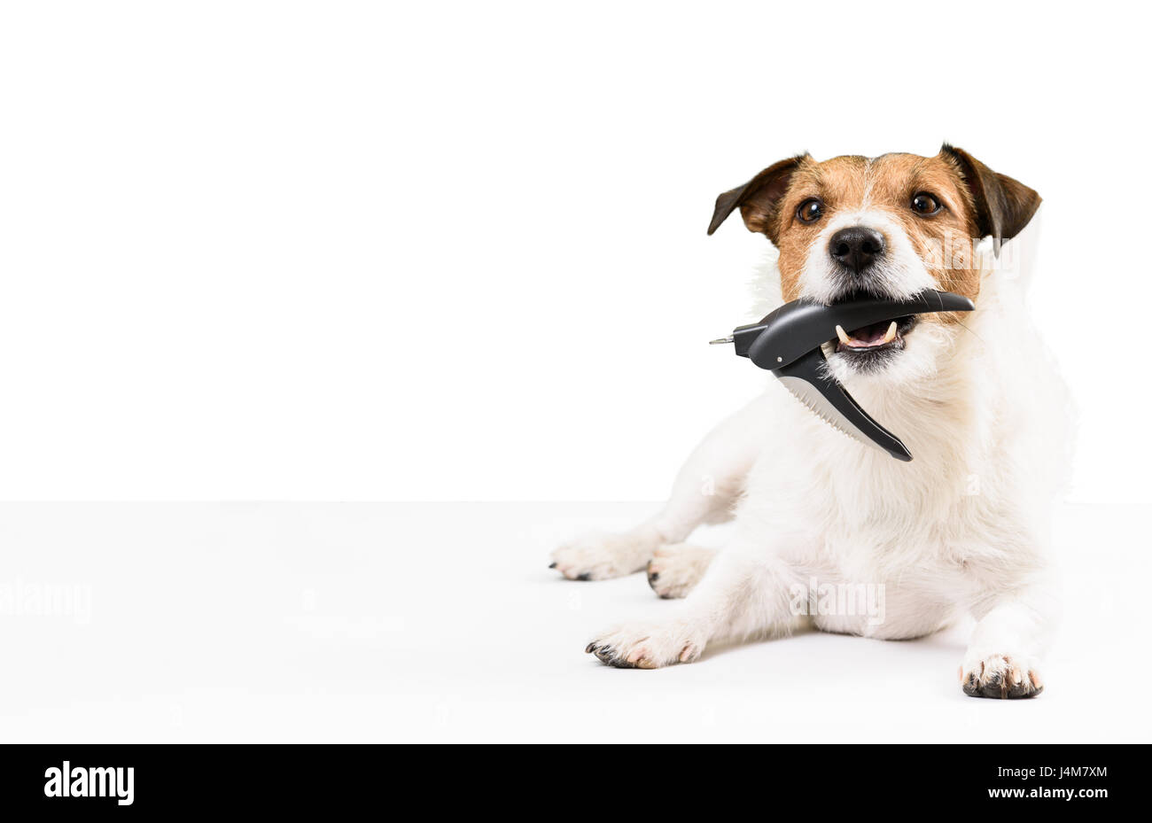 Cane holding tagliaunghie in bocca ha bisogno di chiodi rifilatura Foto Stock